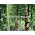 Chinese Best High Purity Bamboo seeds For Growing